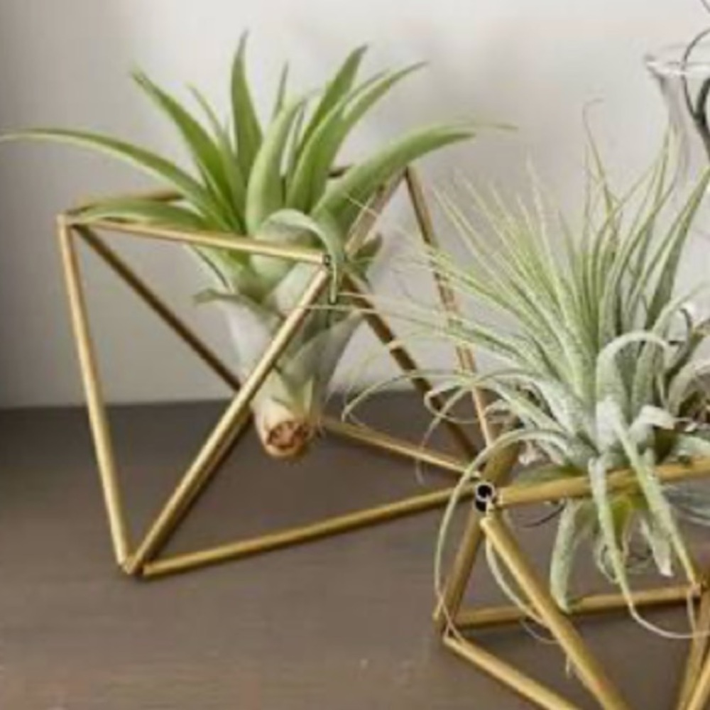 Set of Geometric Air Plant Holders - for those that love their plants ๐ - Picture 12 of 13